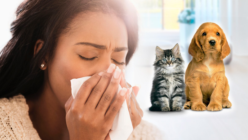 Alergia a las mascotas, ¿Es Peligroso?
